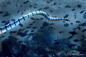 Banded Sea Krait/Photographed with a Canon 60 mm macro le... by Laurie Slawson 